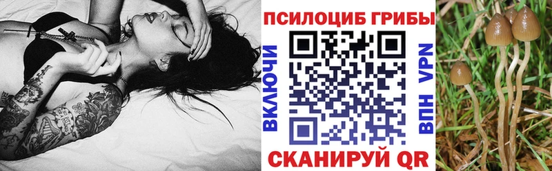 Галлюциногенные грибы Psilocybe Шлиссельбург